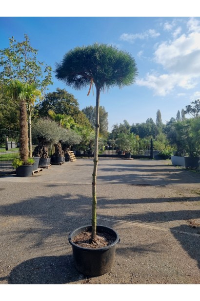 Сосна П'єррік Брегон на штамбі